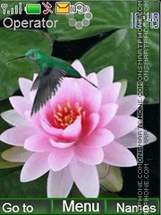 Water lily theme screenshot