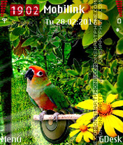 Colorful Parrot theme screenshot